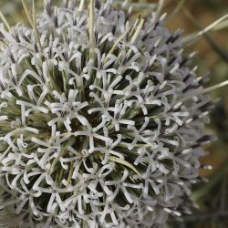 Echinops spinosissimus subsp. spinosus