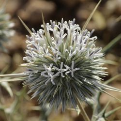 Echinops spinosissimus subsp. spinosus