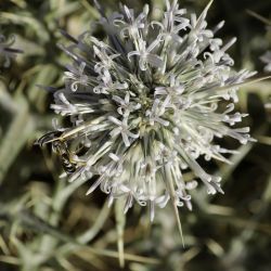 Echinops spinosissimus subsp. spinosus