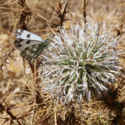 Echinops spinosissimus subsp. spinosus