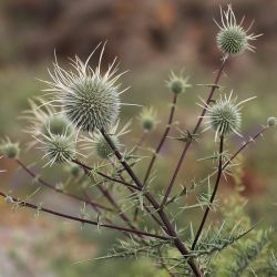 Echinops spinosissimus subsp. spinosus