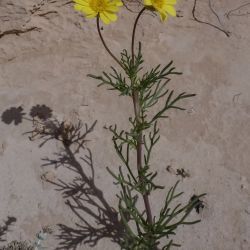 Endopappus macrocarpus