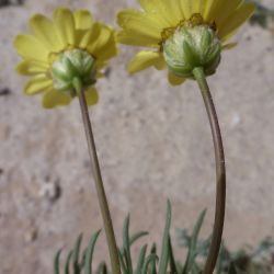 Endopappus macrocarpus