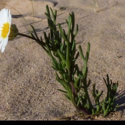 Endopappus macrocarpus