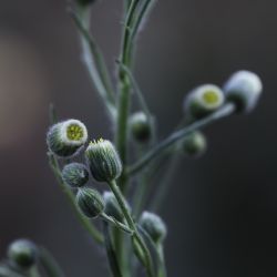 Erigeron bonariensis