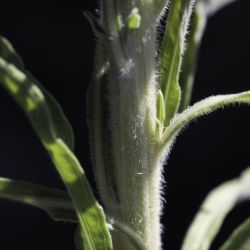 Erigeron sumatrensis