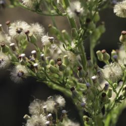 Erigeron sumatrensis