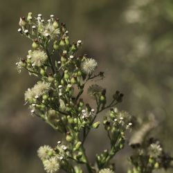Erigeron sumatrensis