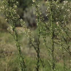 Erigeron sumatrensis