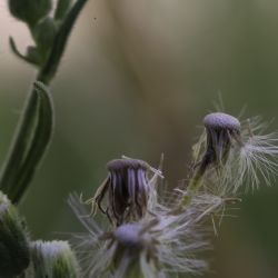 Erigeron sumatrensis