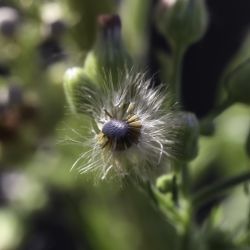 Erigeron sumatrensis
