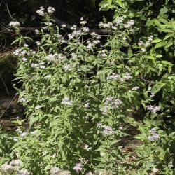 Eupatorium cannabinum