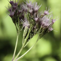 Eupatorium cannabinum