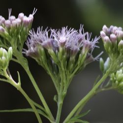 Eupatorium cannabinum