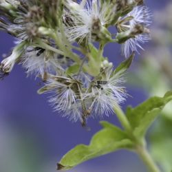 Eupatorium cannabinum