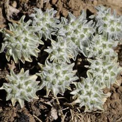 Evacidium discolor