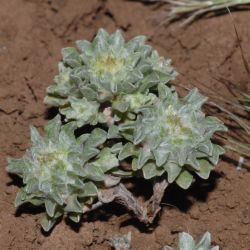 Evacidium discolor