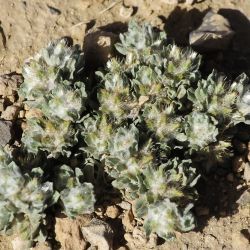 Filago desertorum
