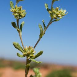 Filago pyramidata