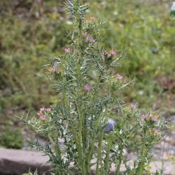 Galactites duriaei