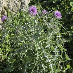 Galactites tomentosus