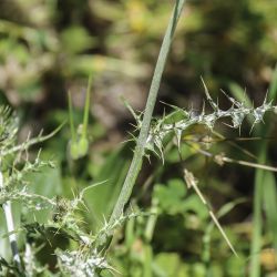 Galactites tomentosus