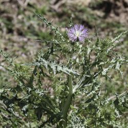 Galactites tomentosus