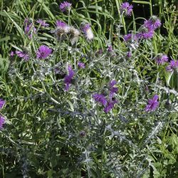 Galactites tomentosus