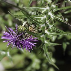 Galactites tomentosus