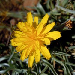 Gelasia caespitosa
