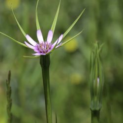Geropogon hybridus
