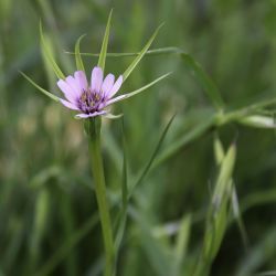 Geropogon hybridus