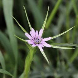 Geropogon hybridus