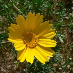 Glebionis coronaria