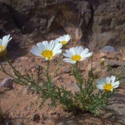 Glebionis coronaria