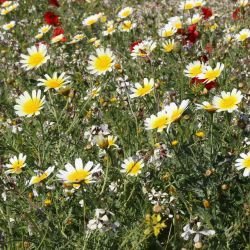 Glebionis coronaria