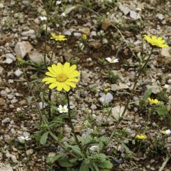 Glossopappus macrotus subsp. macrotus