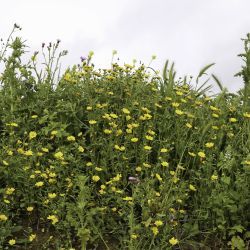 Glossopappus macrotus subsp. macrotus