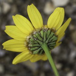 Glossopappus macrotus subsp. macrotus