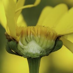 Glossopappus macrotus subsp. macrotus