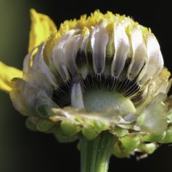 Glossopappus macrotus subsp. macrotus