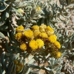 Helichrysum boissieri