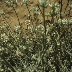 Helichrysum glumaceum