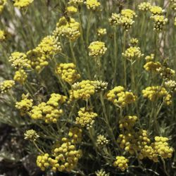 Helichrysum italicum subsp. italicum