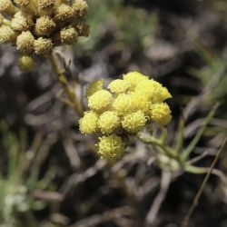 Helichrysum italicum subsp. italicum