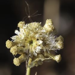 Helichrysum italicum subsp. italicum