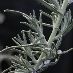 Helichrysum pomelianum