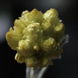 Helichrysum pomelianum
