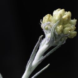 Helichrysum pomelianum