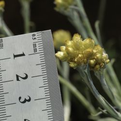 Helichrysum pomelianum
